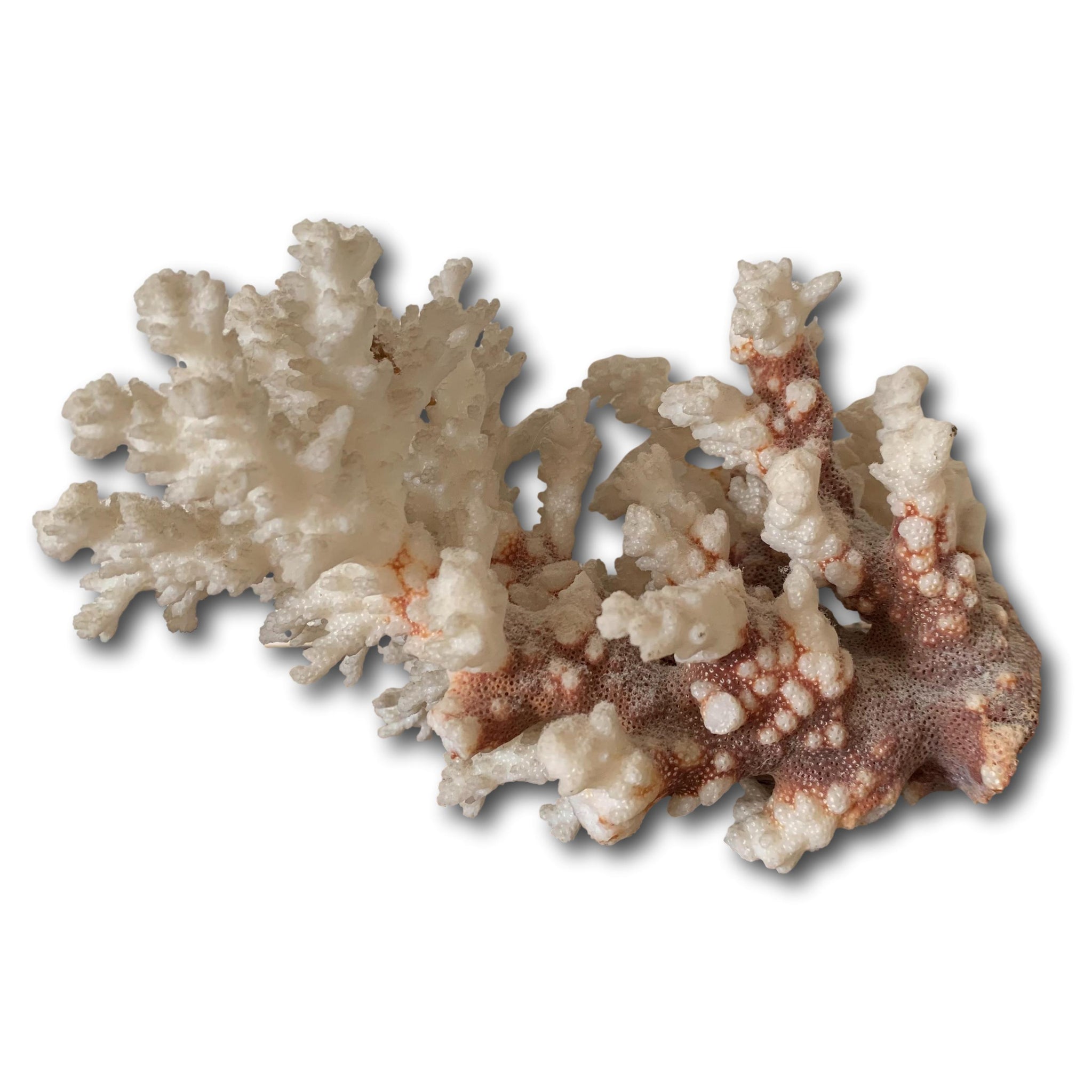 Corail blanc et hippocampe