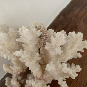 Corail blanc et hippocampe