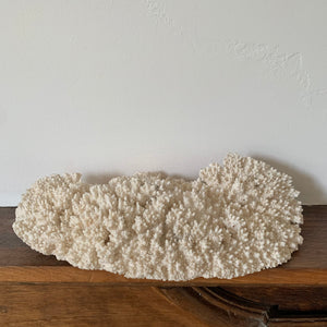 Corail blanc 33 cm
