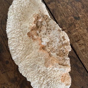 Corail blanc 33 cm